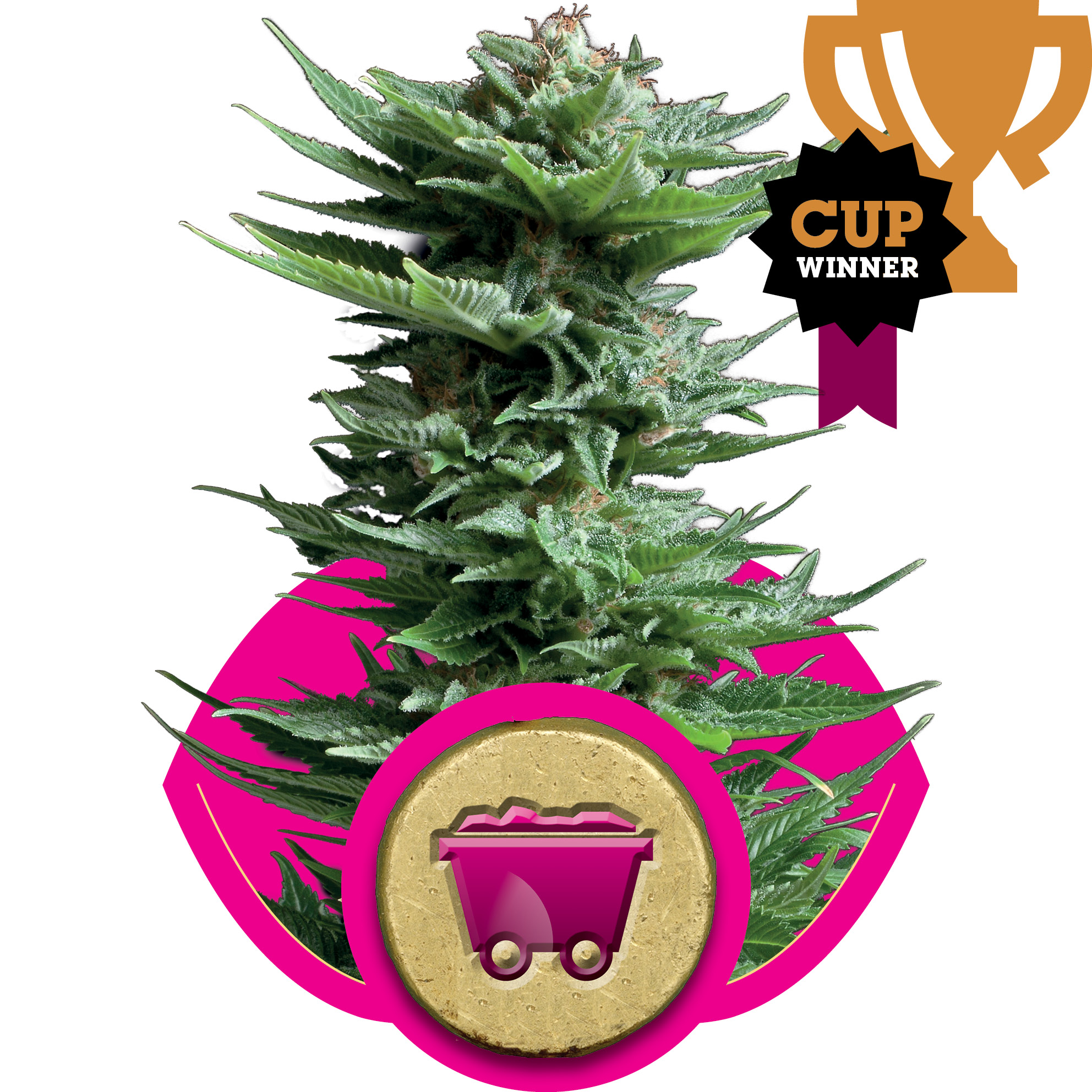 Shining Silver Haze Feminised Seeds - 10