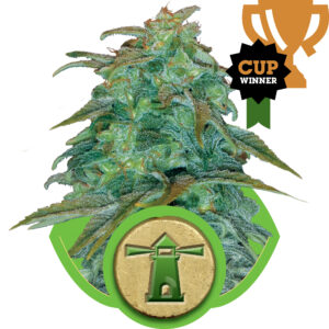 Royal Haze Auto Feminised Seeds - 10
