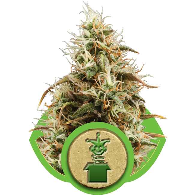 Royal Jack Auto Feminised Seeds - 10