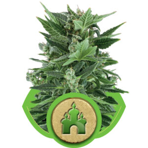 Royal Kush Auto Feminised Seeds - 3