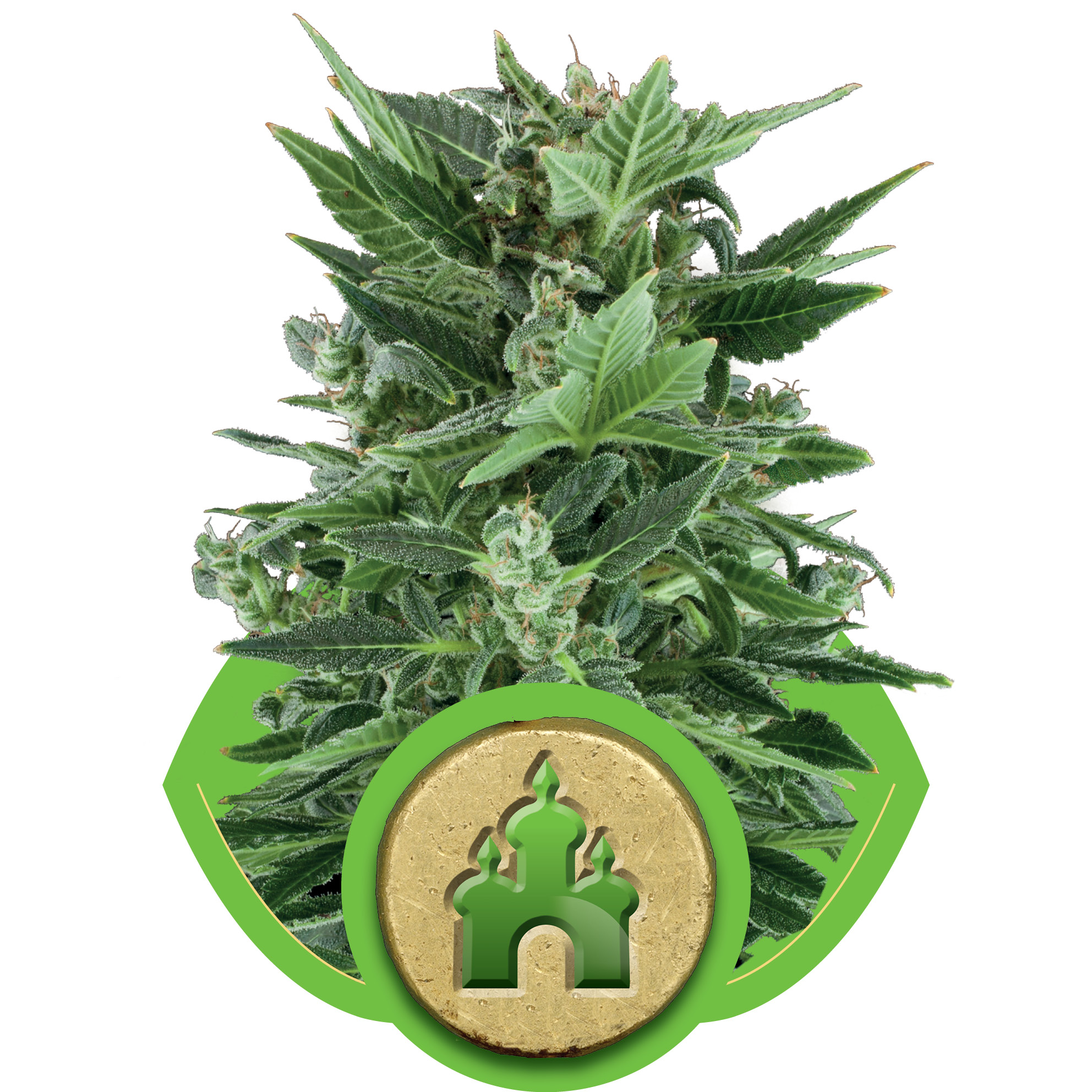 Royal Kush Auto Feminised Seeds - 3