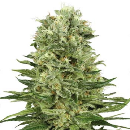 Skunk #1 Auto Feminised Seeds - 3
