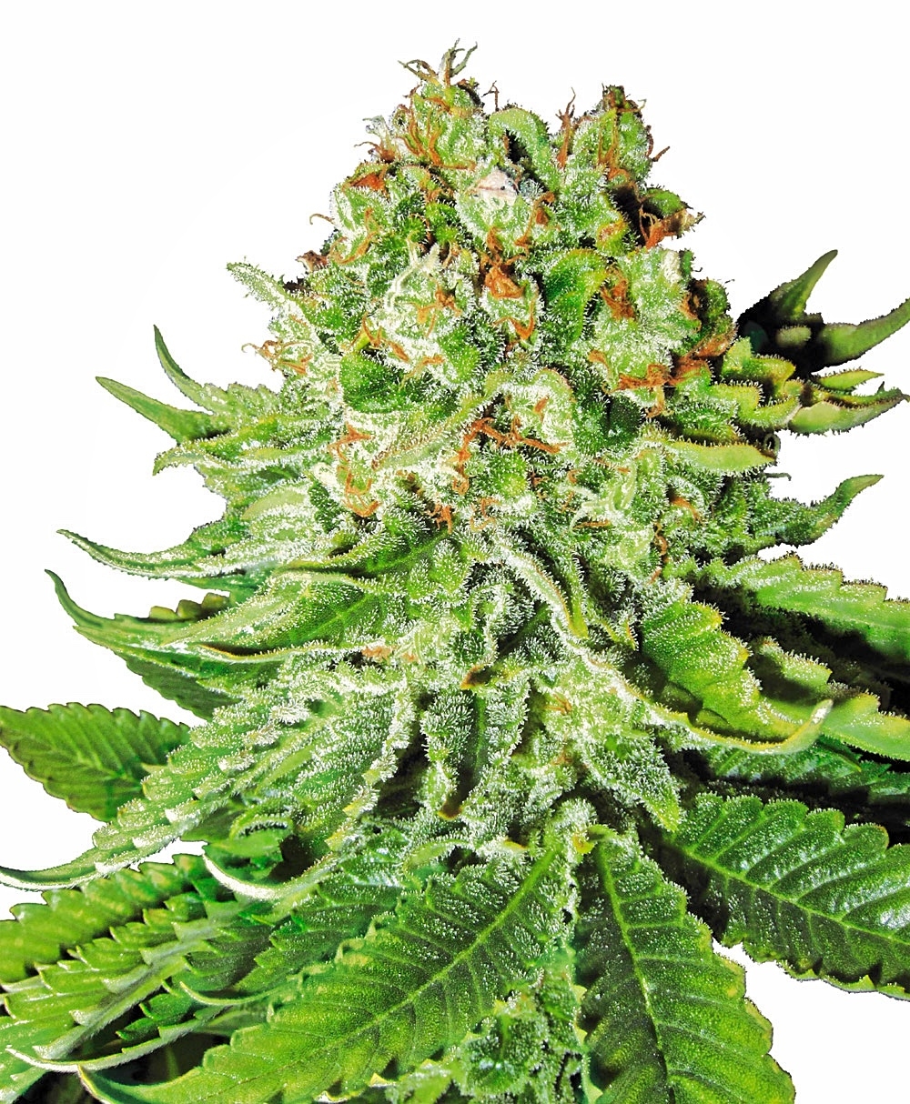 Northern Lights Auto Feminised Seeds - 3