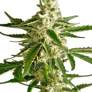 White Diesel Haze Auto Feminised Seeds - 10