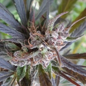 Haze x Kali China Feminised Seeds - 5