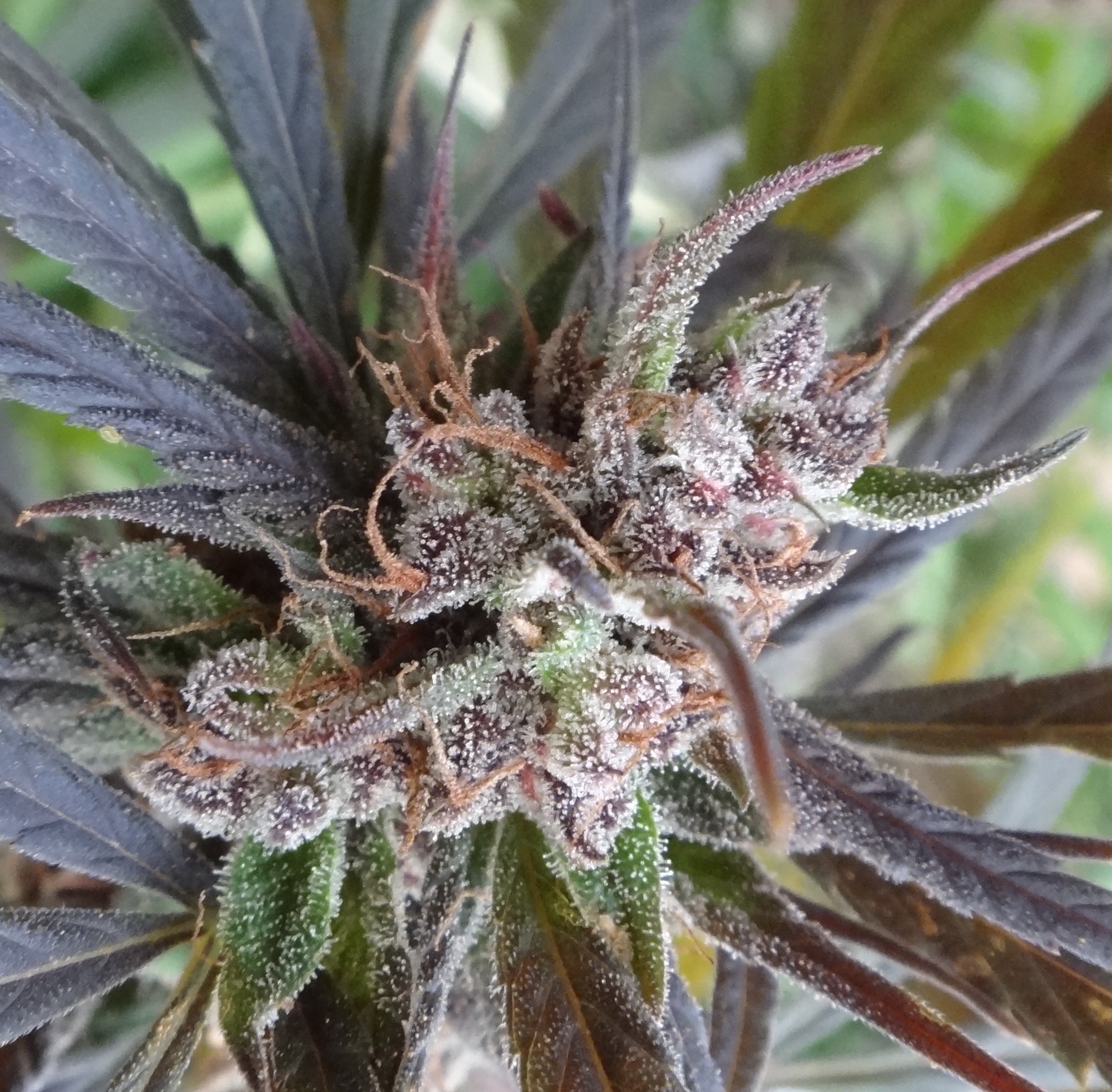 Haze x Kali China Feminised Seeds - 5