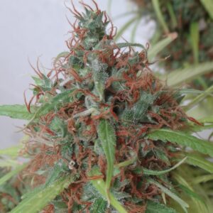 Honduras Regular Seeds - 10
