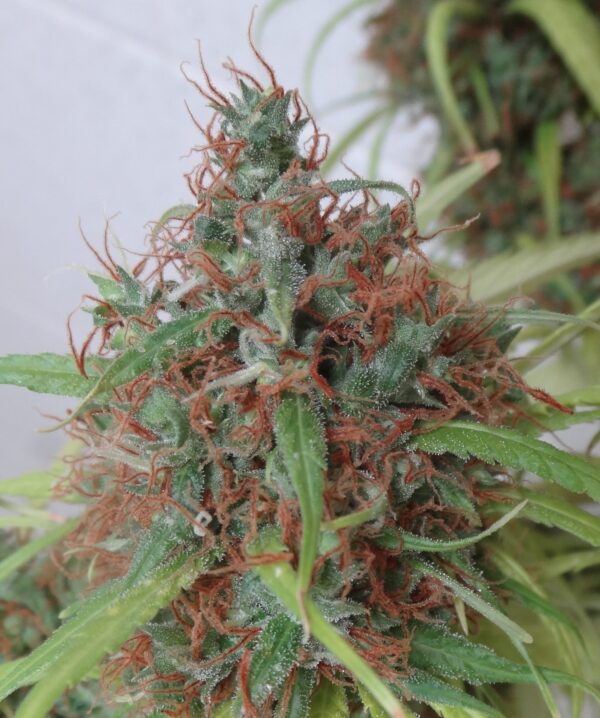 Honduras Regular Seeds - 10