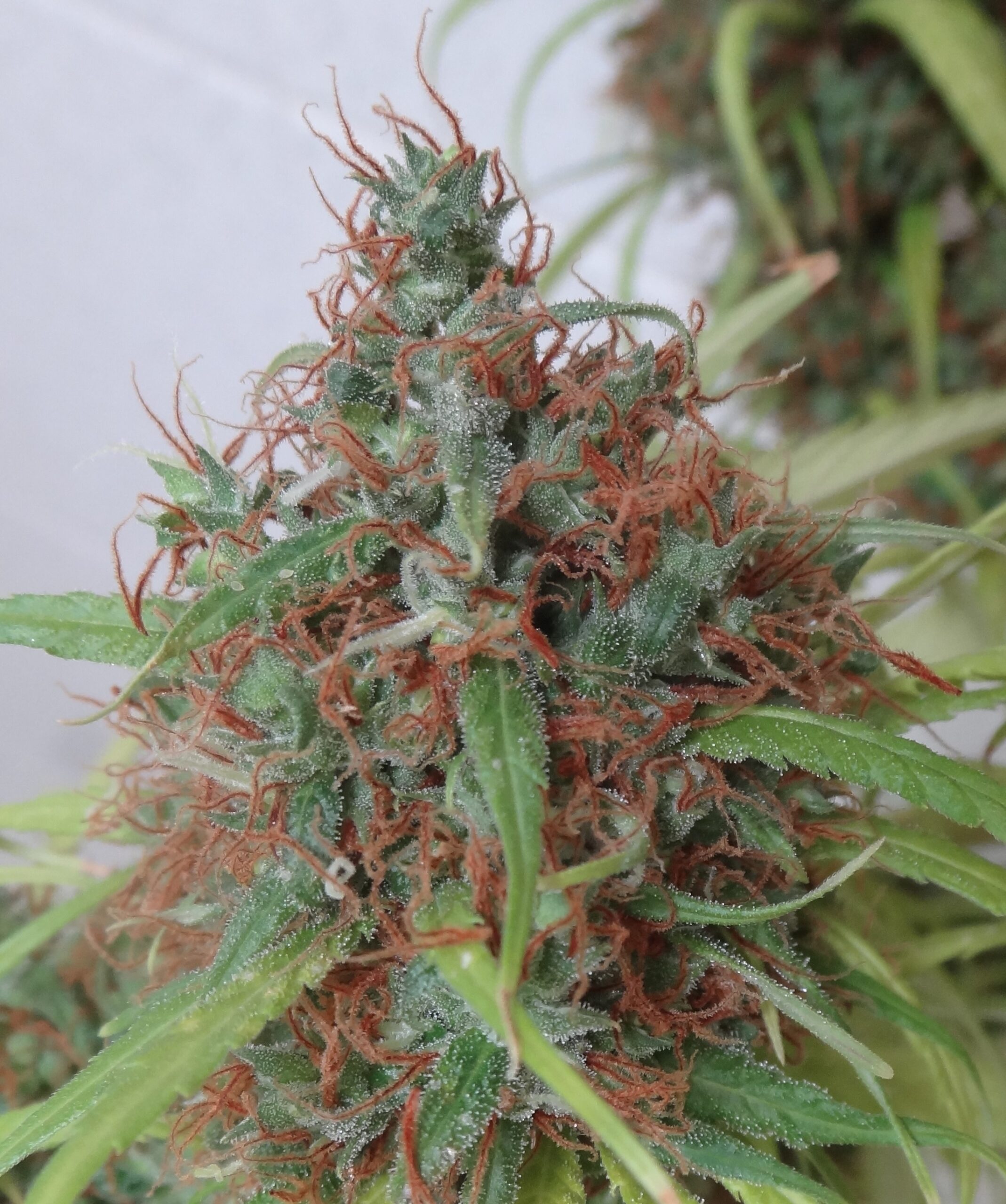 Honduras Regular Seeds - 10