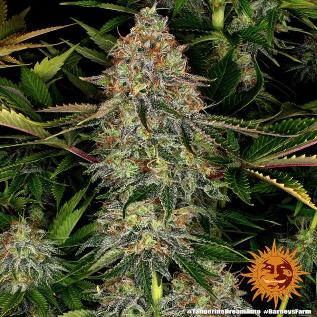 Tangerine Dream Auto Feminised Seeds - 10