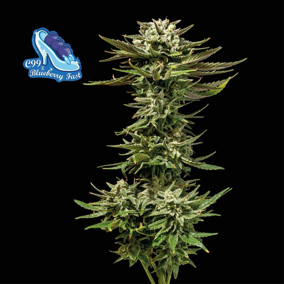 C99 x Blueberry Fast Feminised Seeds - 5