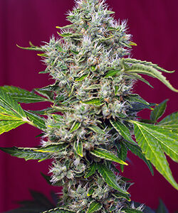 San Fernando Lemon Kush Feminised Seeds - 3