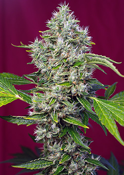 San Fernando Lemon Kush Feminised Seeds - 3