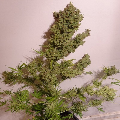 Malawi x NL Auto Feminised Seeds - 5
