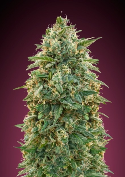 Amnesia Feminised Seeds - 3