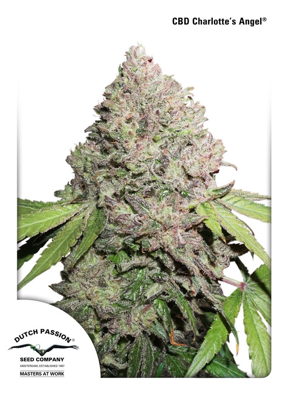 Charlotte's Angel CBD Feminised Seeds - 3