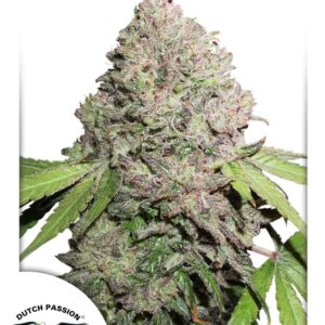 Charlotte's Angel CBD Feminised Seeds - 10