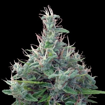 Lebanese Regular Seeds - 10
