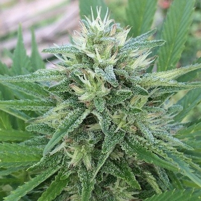Panama x Bangi Haze Feminised Seeds - 1