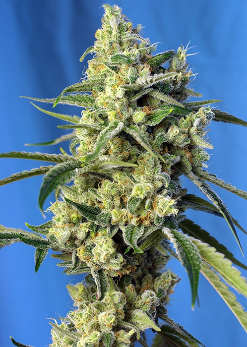 Sweet Amnesia Haze Feminised Seeds - 3