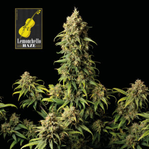 Lemonchello Haze Feminised Seeds - 10