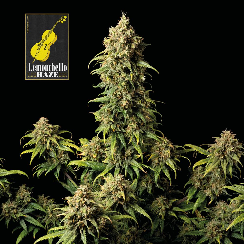 Lemonchello Haze Feminised Seeds - 10