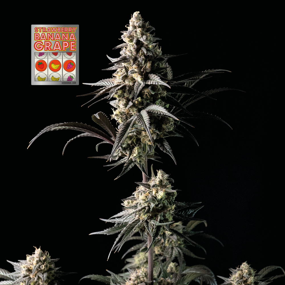 Strawberry Banana Grape Feminised Seeds - 10
