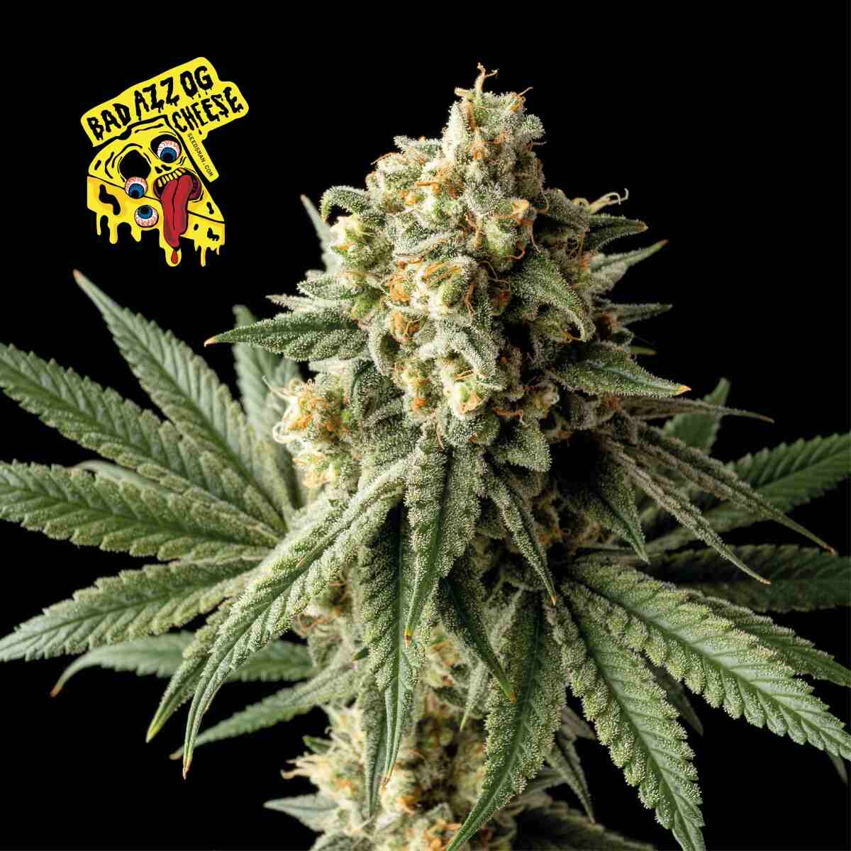 Badazz OG Cheese Feminised Seeds - 1