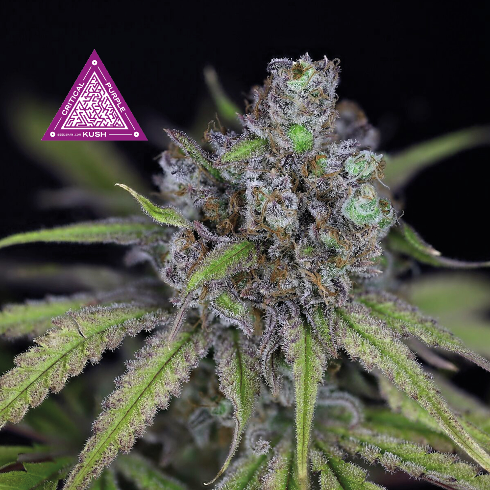 Critical Purple Kush Feminised Seeds - 25