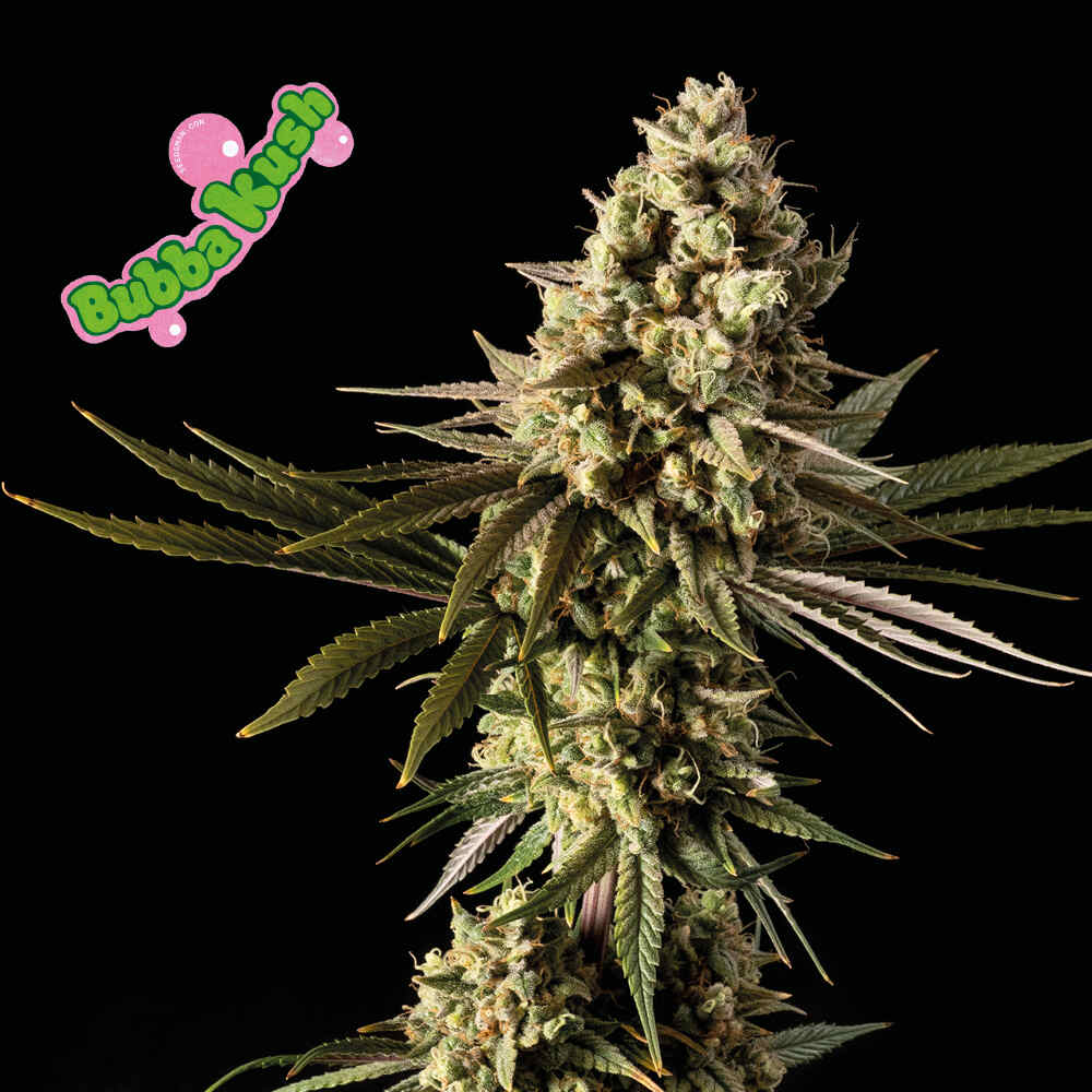 Bubba Kush Feminised Seeds - 25