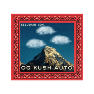 OG Kush Auto Feminised Seeds - 50