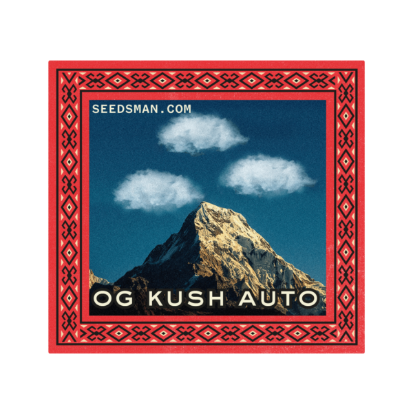 OG Kush Auto Feminised Seeds - 50