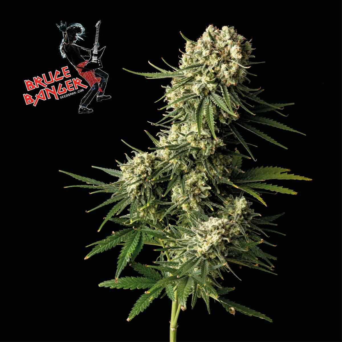Bruce Banger Feminised Seeds - 1