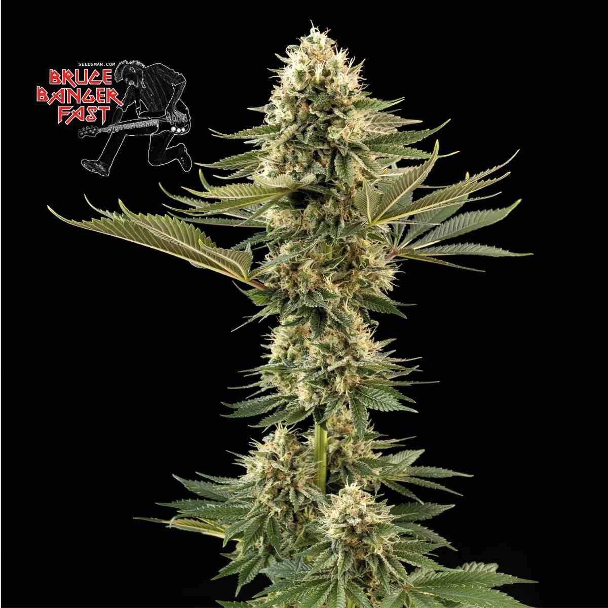 Bruce Banger Fast Feminised Seeds - 10