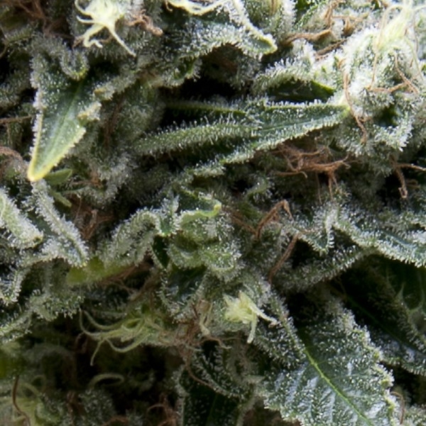 New York City CBD Auto Feminised Seeds - 3