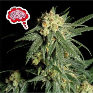 Amnesia Fast Feminised Seeds - 50