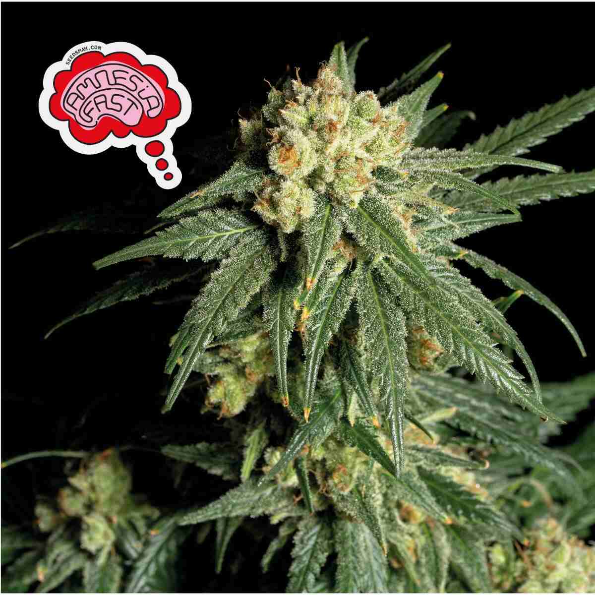 Amnesia Fast Feminised Seeds - 50