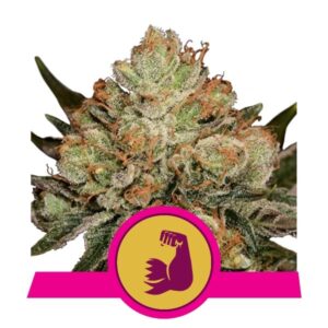 HulkBerry Feminised Seeds - 10