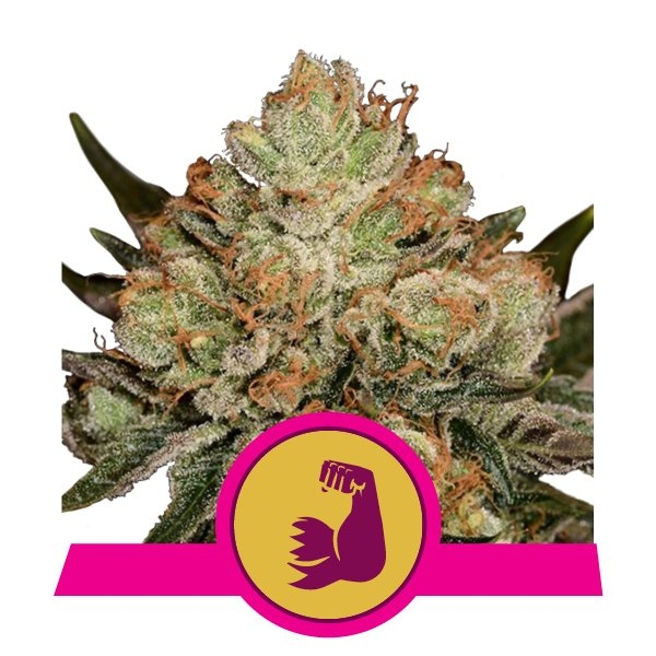 HulkBerry Feminised Seeds - 10