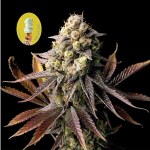 Gelat.OG Feminised Seeds - 50
