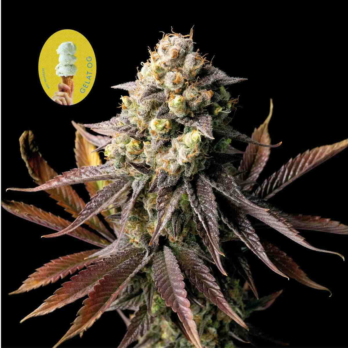 Gelat.OG Feminised Seeds - 50