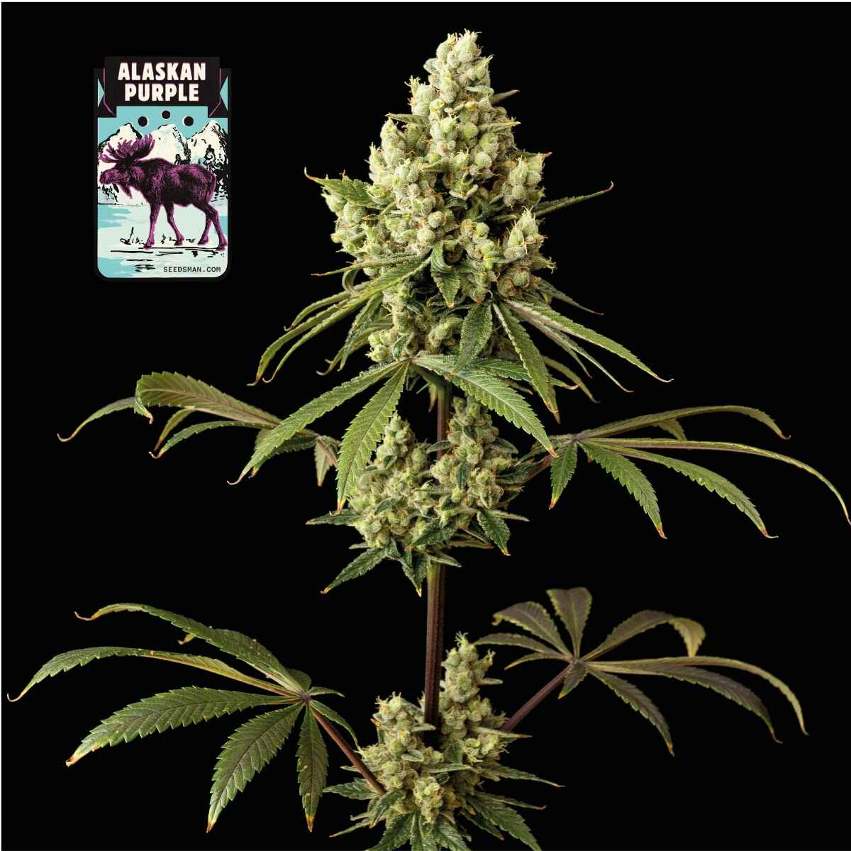 Alaskan Purple Feminised Seeds - 50