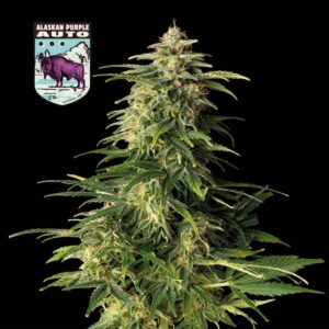 Alaskan Purple Auto Feminised Seeds - 25
