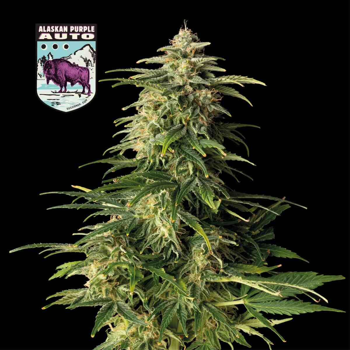 Alaskan Purple Auto Feminised Seeds - 25
