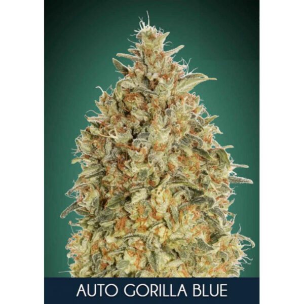 Gorilla Blue Auto Feminised Seeds - 5