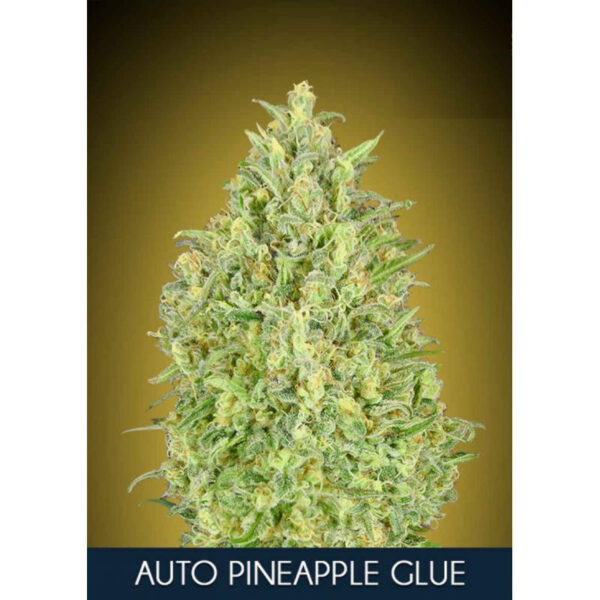 Pineapple Glue Auto Feminised Seeds - 5