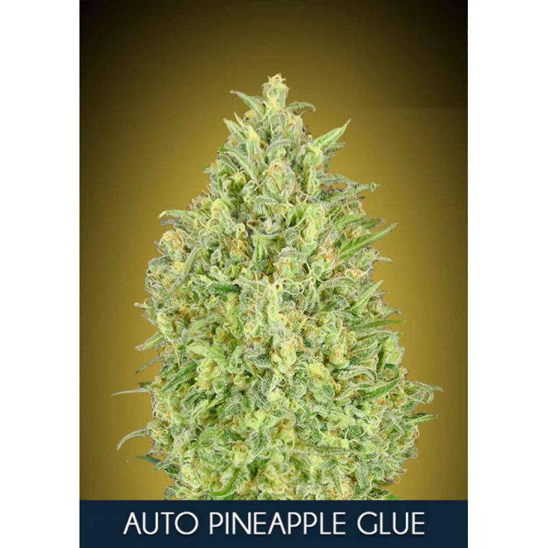 Pineapple Glue Auto Feminised Seeds - 1