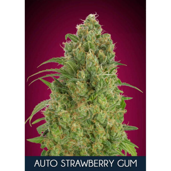 Strawberry Gum Auto Feminised Seeds - 5