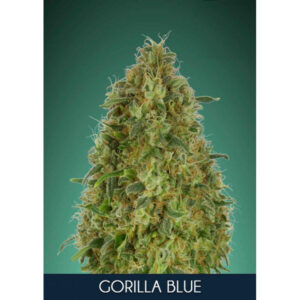 Gorilla Blue Feminised Seeds - 5