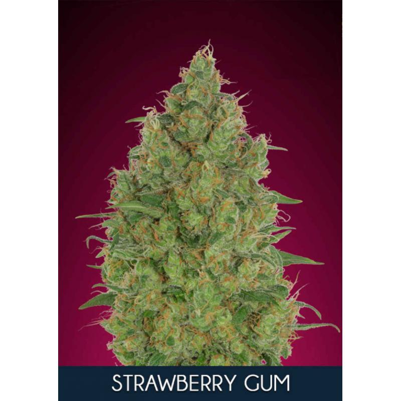 Strawberry Gum Feminised Seeds - 5
